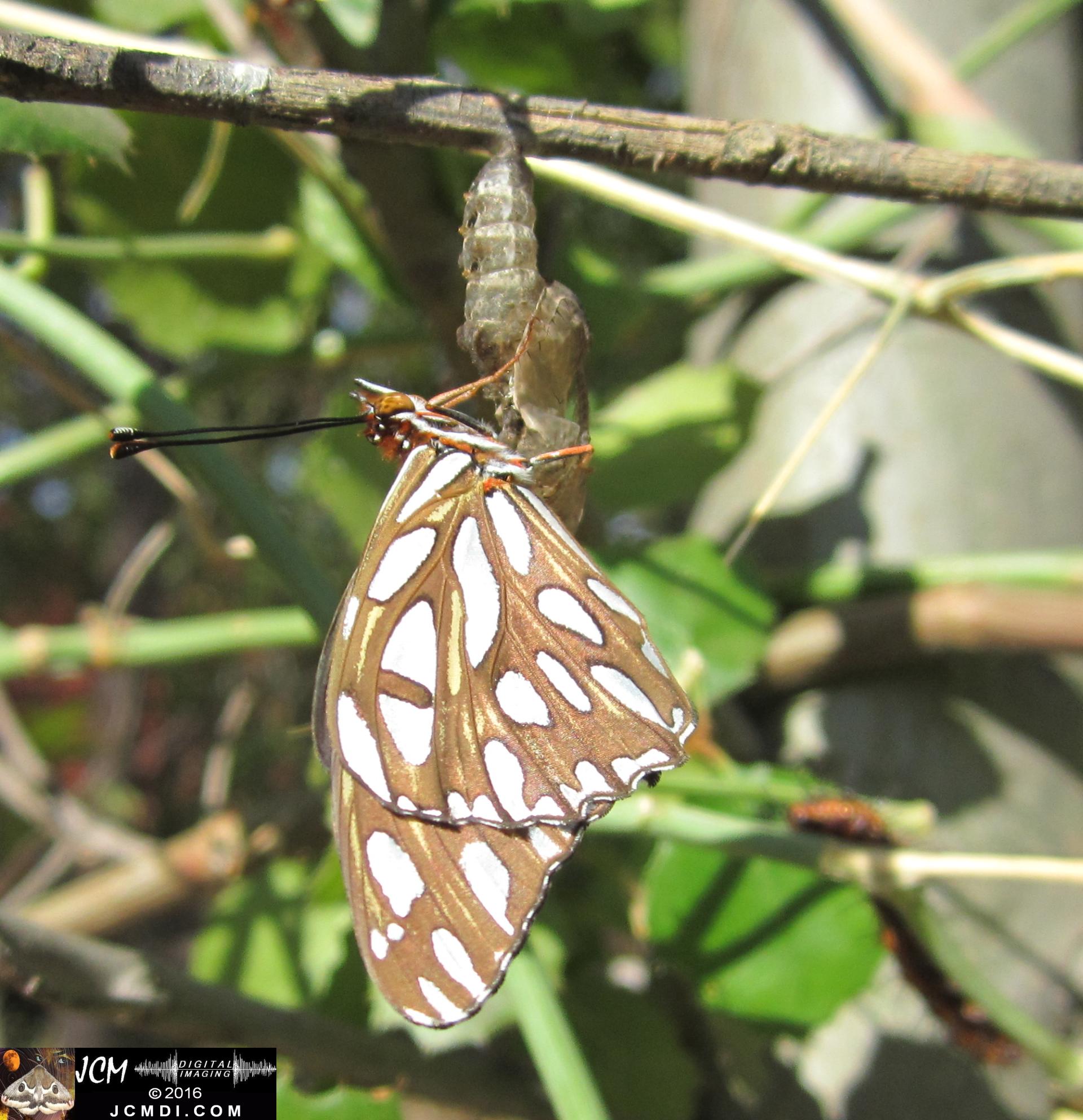 20160920 IMG_0802 Gulf Fritillary Butterfly emerged in sunlight.jpg